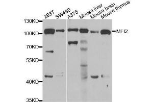 Western blot analysis of extracts of various cell lines, using MFI2 antibody.