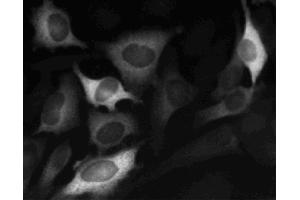 Immunofluorescent staining of HeLa (ATCC CCL-2) cells. (Cyclin B1 antibody)