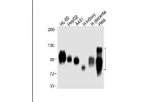 All lanes : Anti-SLC3A2 Antibody (C-term) at 1:4000 dilution Lane 1: HL-60 whole cell lysate Lane 2: HepG2 whole cell lysate Lane 3: A431 whole cell lysate Lane 4: Human kidney lysate Lane 5: Human placenta lysate Lane 6: Hela whole cell lysate Lysates/proteins at 10 μg per lane.