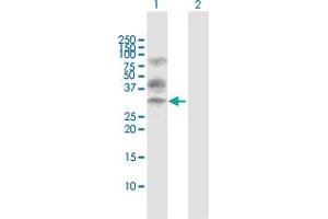 Western Blot analysis of XBP1 expression in transfected 293T cell line by XBP1 MaxPab polyclonal antibody. (XBP1 antibody  (AA 1-261))