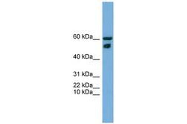 ZNF765 Antikörper  (N-Term)