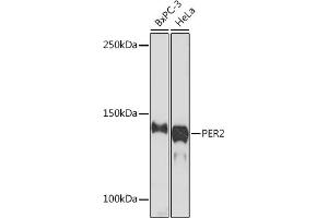 Western blot analysis of extracts of various cell lines, using PER2 Rabbit mAb (ABIN7269224) at 1:1000 dilution. (PER2 antibody)