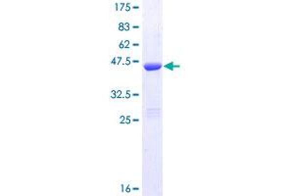Calretinin Protein (AA 1-179) (GST tag)
