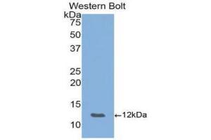 Western Blotting (WB) image for anti-Chemokine (C-X-C Motif) Ligand 5 (CXCL5) (AA 45-118) antibody (ABIN1077996) (CXCL5 antibody  (AA 45-118))