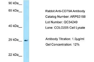 Western Blotting (WB) image for anti-B-cell antigen receptor complex-associated protein alpha chain (CD79A) (N-Term) antibody (ABIN2789407) (CD79a antibody  (N-Term))