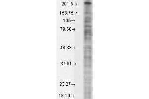Western Blot analysis of Monkey COS transient cell lysate showing detection of Nav1. (Nav1.8 antibody  (AA 1724-1956) (FITC))