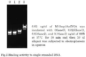Polymerase Chain Reaction (PCR) image for T4 SSB (Active) protein (ABIN2452207) (T4 SSB (Active) Protein)