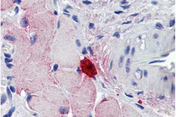 Myonase antibody  (Internal Region)