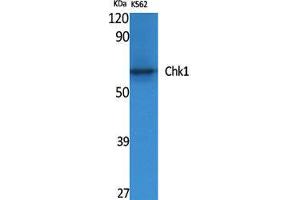 Western Blot (WB) analysis of specific cells using Chk1 Polyclonal Antibody. (CHEK1 antibody  (Ser246))
