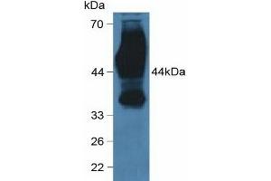 Detection of CD147 in Human Hela Cells using Polyclonal Antibody to Cluster Of Differentiation 147 (CD147) (CD147 antibody  (AA 79-280))