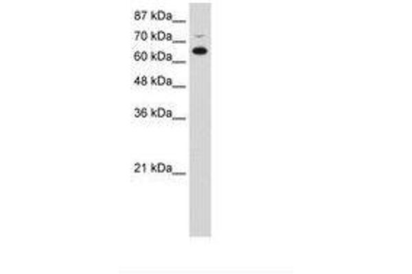 RBM46 antibody  (AA 121-170)