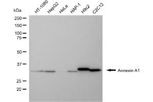 Western blotting analysis using annexin A1 antibody (ABIN7797612).