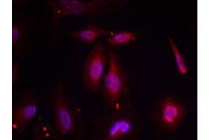 Immunofluorescence staining of methanol-fixed HeLa cells using ATF-2 (phospho-Thr69 or 51) antibody (E011030, Red) (ATF2 antibody  (pThr51, pThr69))