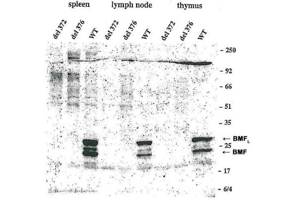 BMF antibody  (AA 13-27, AA 112-126)