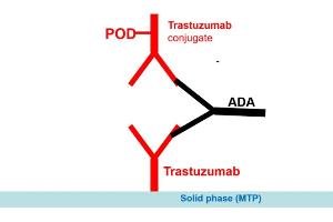 Image no. 2 for Trastuzumab Antibody ELISA Kit (ABIN2862662)