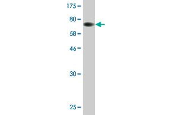 INPP5K antibody  (AA 1-448)