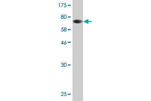Western Blot detection against Immunogen (74. (INPP5K antibody  (AA 1-448))