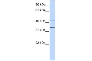 PYHIN1 antibody used at 0. (PYHIN1 antibody  (N-Term))
