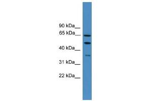 WB Suggested Anti-ICAM1 Antibody Titration: 0. (ICAM1 antibody  (N-Term))