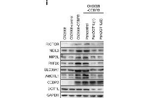 C/EBPβ recruits the methyltransferase DOT1L to target genes that methylate H3K79. (RICTOR antibody  (C-Term))