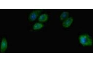 Immunofluorescent analysis of HepG2 cells using ABIN7171658 at dilution of 1:100 and Alexa Fluor 488-congugated AffiniPure Goat Anti-Rabbit IgG(H+L) (TBC1D7 antibody  (AA 1-293))