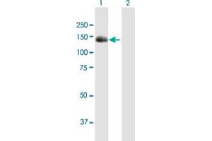 Western Blot analysis of BUB1 expression in transfected 293T cell line by BUB1 MaxPab polyclonal antibody. (BUB1 antibody  (AA 1-1085))