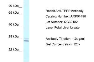 Western Blotting (WB) image for anti-Tubulin Polymerization Promoting Protein (Tppp) (N-Term) antibody (ABIN2788826)