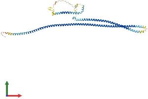 AlphaFold protein structure predicition of Mouse Recombinant Ccdc65 Protein, UniprotID Q8VHI7 (CCDC65 Protein (AA 1-493) (His tag))