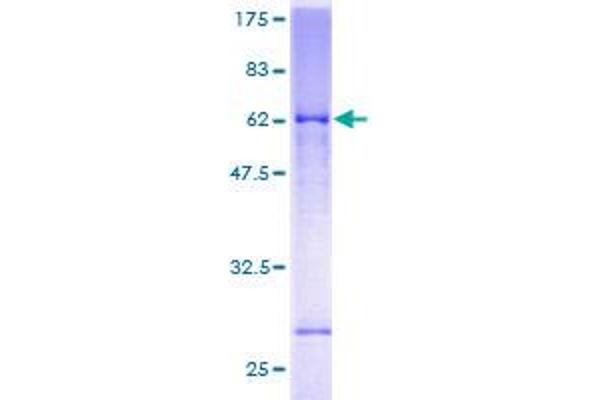 GRIK2 Protein (AA 1-353) (GST tag)