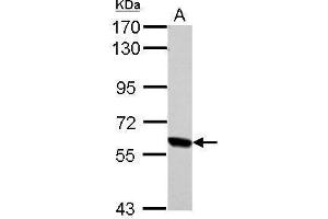 RELB antibody  (C-Term)