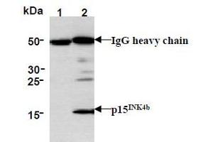 Western Blotting (WB) image for anti-Cyclin-Dependent Kinase Inhibitor 2B (p15, Inhibits CDK4) (CDKN2B) antibody (ABIN1449282) (CDKN2B antibody)