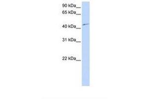 Image no. 1 for anti-Cyclin-Dependent Kinase 18 (CDK18) (N-Term) antibody (ABIN6739081) (CDK18 antibody  (N-Term))