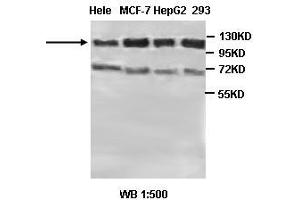 Image no. 2 for anti-Protein Tyrosine Phosphatase G1 (PTPN12) antibody (ABIN791170)