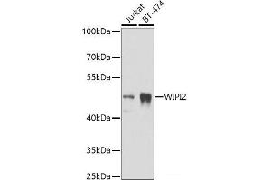 Western blot analysis of extracts of various cell lines using WIPI2 Polyclonal Antibody at dilution of 1:1000.