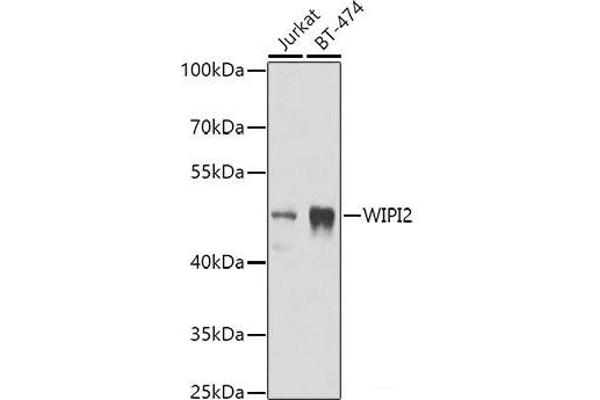 WIPI2 antibody