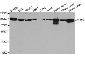 Western blot analysis of extracts of various cell lines, using CLCN5 antibody (ABIN5973337) at 1/1000 dilution. (Chloride Channel 5 antibody)