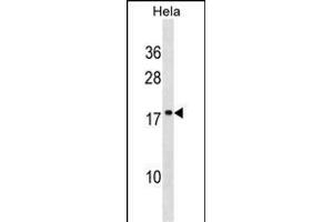 SCAND1 Antibody (C-term) (ABIN1536736 and ABIN2848673) western blot analysis in Hela cell line lysates (35 μg/lane). (SCAND1 antibody  (C-Term))