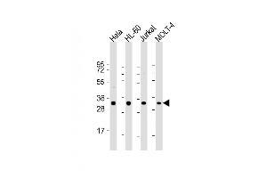 All lanes : Anti-OPN-a/b Antibody (N-term) at 1:2000 dilution Lane 1: Hela whole cell lysate Lane 2: HL-60 whole cell lysate Lane 3: Jurkat whole cell lysate Lane 4: MOLT-4 whole cell lysate Lysates/proteins at 20 μg per lane. (OPN-A,b (AA 14-40), (N-Term) antibody)