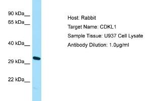 Host: Rabbit Target Name: CDKL1 Sample Type: U937 Whole Cell lysates Antibody Dilution: 1.