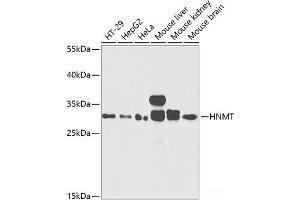 Western blot analysis of extracts of various cell lines using HNMT Polyclonal Antibody at dilution of 1:1000. (HNMT antibody)