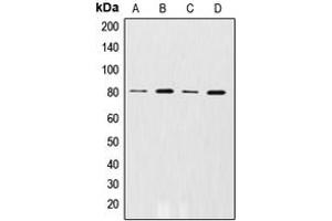 Western blot analysis of GRK2 (pS29) expression in Ramos (A), THP1 (B), U937 (C), C6 (D) whole cell lysates. (GRK2 antibody  (N-Term, pSer29))