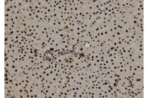 ABIN6273179 at 1/100 staining Rat liver tissue by IHC-P. (TNP1 antibody  (Internal Region))