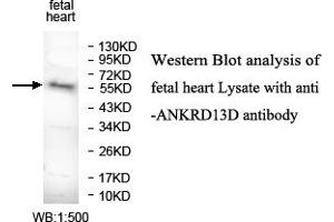 Image no. 1 for anti-Ankyrin Repeat Domain 13 Family, Member D (ANKRD13D) antibody (ABIN1574701) (ANKRD13D antibody)