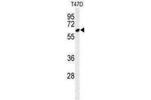 Western blot analysis of CLPB Antibody (C-term) in T47D cell line lysates (35µg/lane).