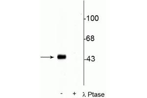 Western blot of rat hippocampal lysate stimulated with forskolin showing specific immunolabeling of the ~45 kDa CREB phosphorylated at Ser133 in the first lane (-). (CREB1 antibody  (pSer133))