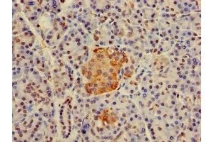 Immunohistochemistry of paraffin-embedded human pancreatic tissue using ABIN7155377 at dilution of 1:100