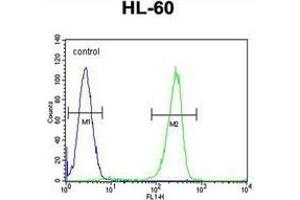 Flow cytometric analysis of HL-60 cells using KIAA1586 Antibody (N-term) Cat. (KIAA1586 antibody  (N-Term))