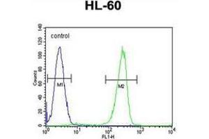 Flow cytometric analysis of HL-60 cells using KIAA1586 Antibody (N-term) Cat.