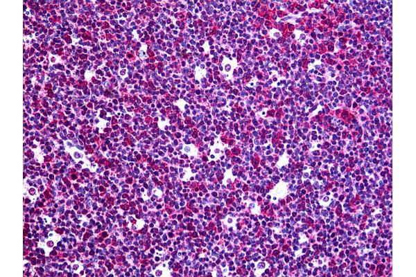 RGS3 antibody  (AA 1-193)