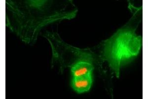 ICC/IF of HeLa cells using recombinant phospho-Histone H3 antibody (red). (Recombinant Histone 3 antibody  (H3T3ph))